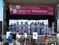 CherryBlossom9