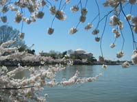 CherryBlossomC